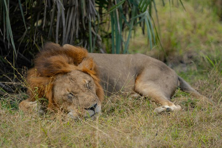 1 Day Tanzania Safari to Ngorongoro Crater