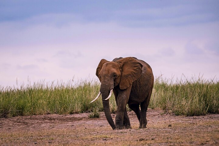 1 Day Tanzania Safari to Ngorongoro Crater