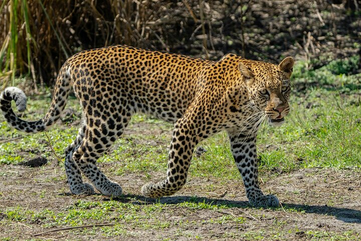 1 Day Tanzania Safari to Ngorongoro Crater