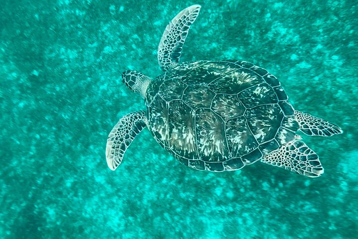 Full day in Martinique Catamaran Dolphins and Turtles