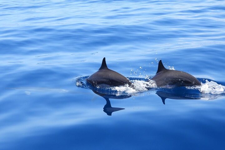 Full day in Martinique Catamaran Dolphins and Turtles