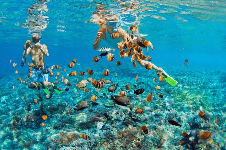 Nassau: 3 islands Pigs,Turtles,Snorkel & Beach Club with lunch