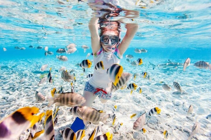 Nassau: 3 islands Pigs,Turtles,Snorkel & Beach Club with lunch