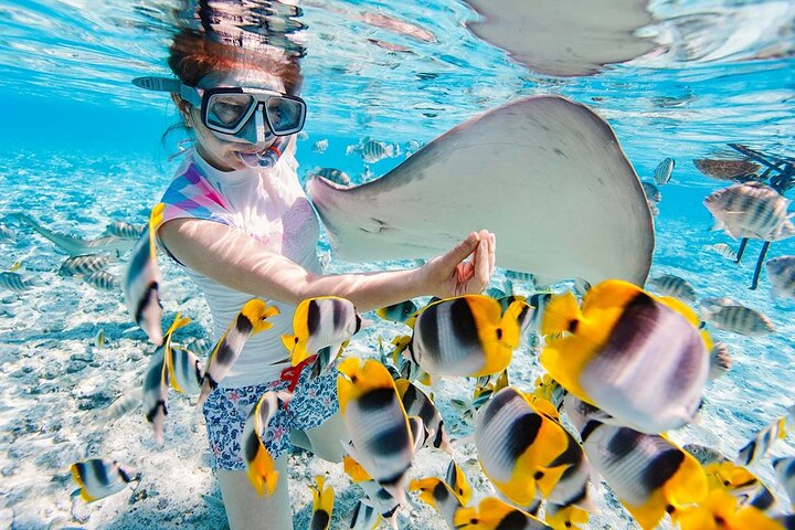 Nassau: 3 islands Pigs,Turtles,Snorkel & Beach Club with lunch