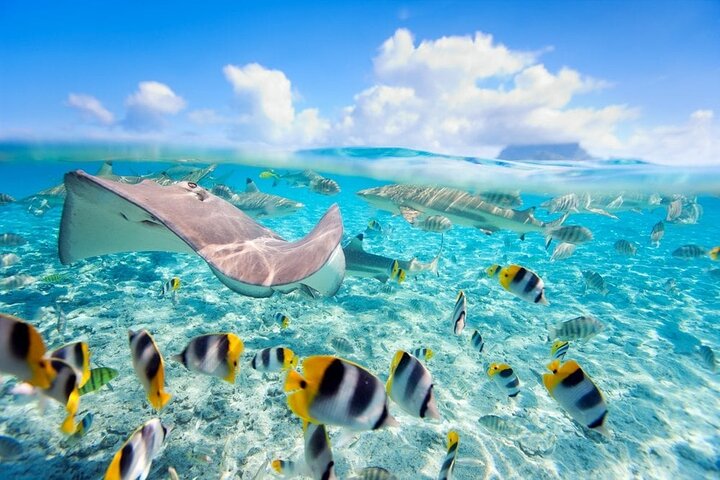 Nassau: 3 islands Pigs,Turtles,Snorkel & Beach Club with lunch