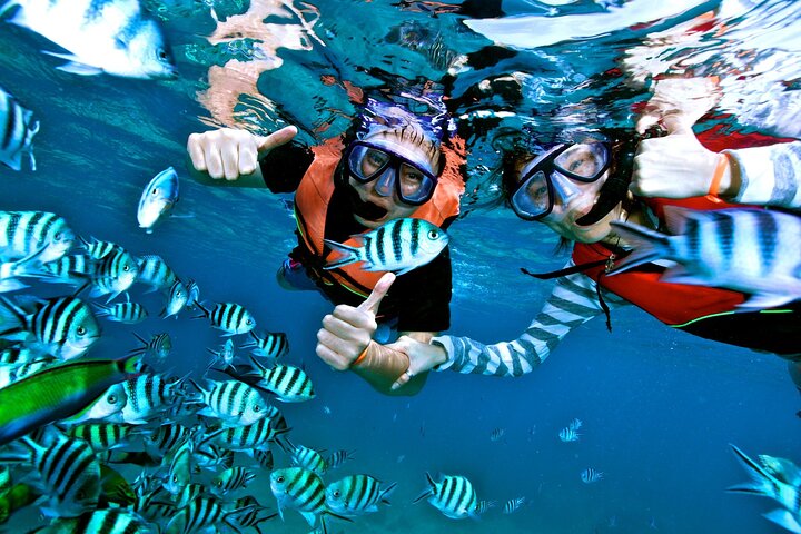 Nassau: 3 islands Pigs,Turtles,Snorkel & Beach Club with lunch