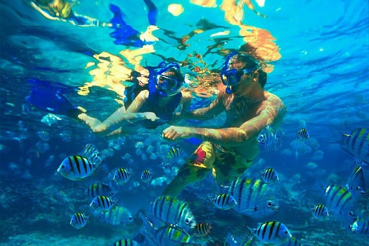 Nassau: 3 islands Pigs,Turtles,Snorkel & Beach Club with lunch