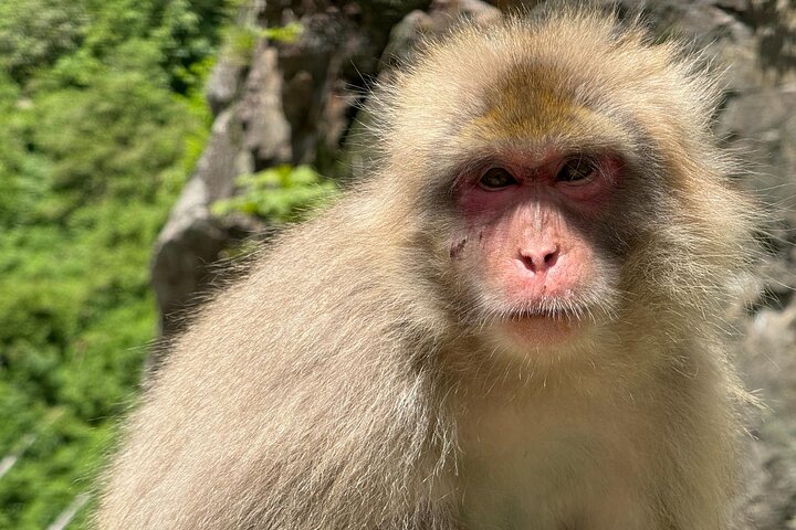Snow Monkey Park, Soba Lunch and Shibu Onsen Tour