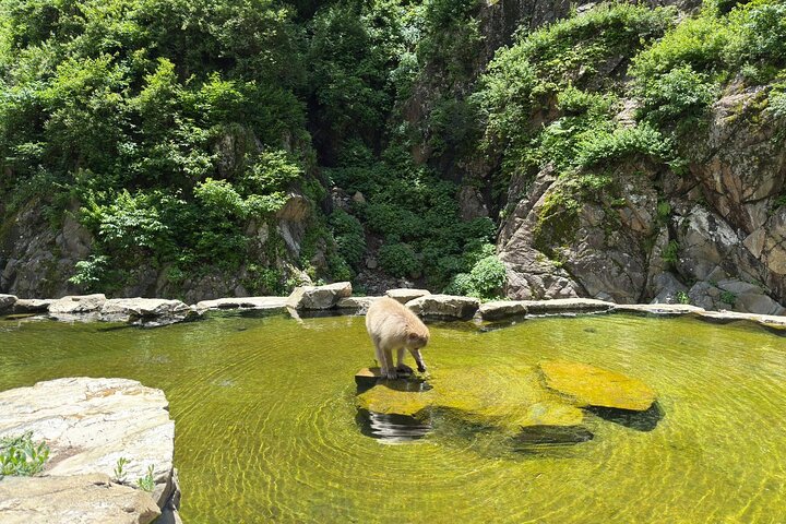 Snow Monkey Park, Soba Lunch and Shibu Onsen Tour