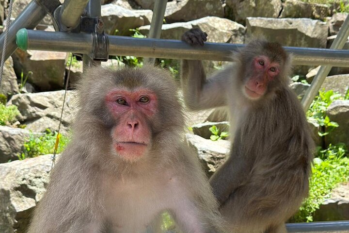 Snow Monkey Park, Soba Lunch and Shibu Onsen Tour