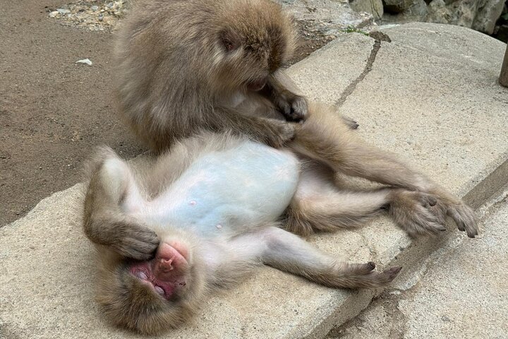 Snow Monkey Park, Soba Lunch and Shibu Onsen Tour