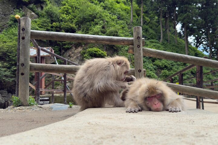 Snow Monkey Park, Soba Lunch and Shibu Onsen Tour