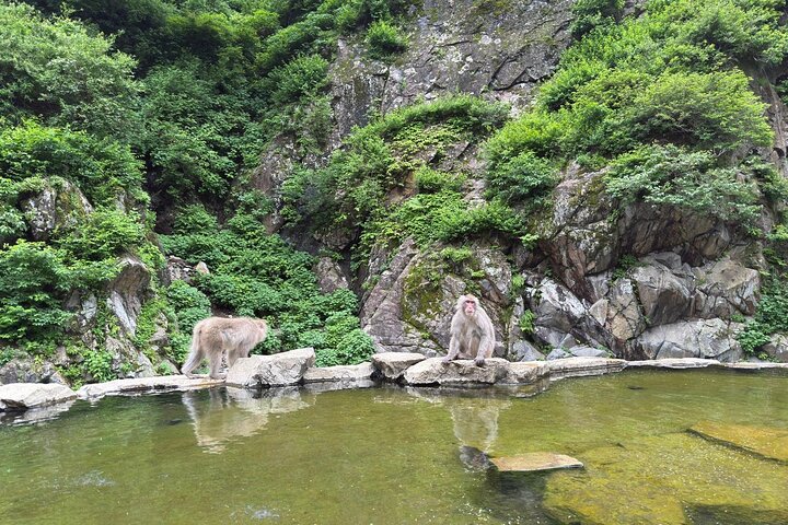 Snow Monkey Park, Soba Lunch and Shibu Onsen Tour
