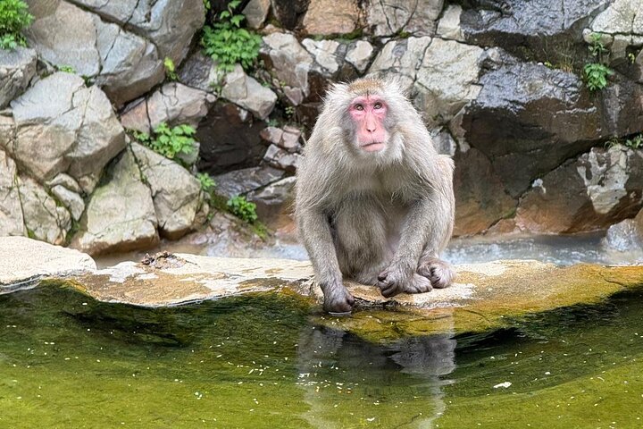 Snow Monkey Park, Soba Lunch and Shibu Onsen Tour