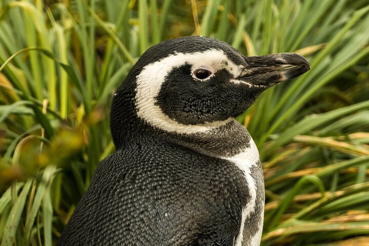 Private Falklands Guided Eco Nature Tour