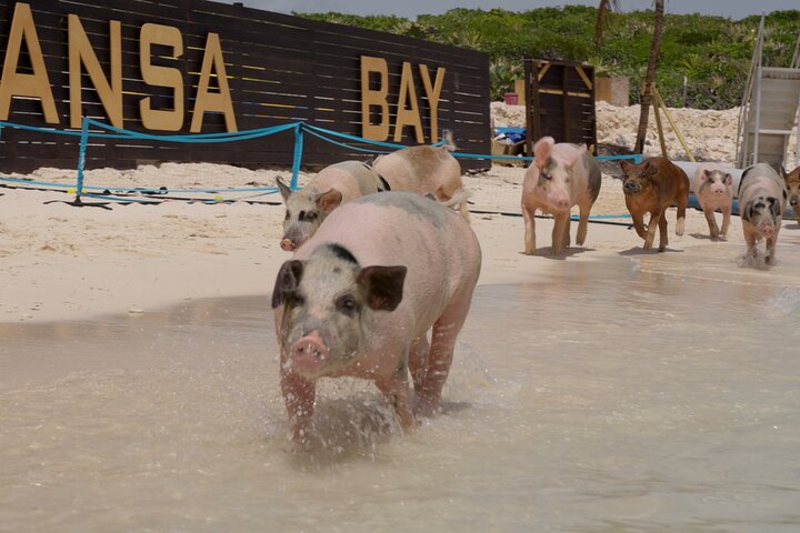 Nassau Swimming Pigs: Snorkeling, Lunch & Private Beach Club