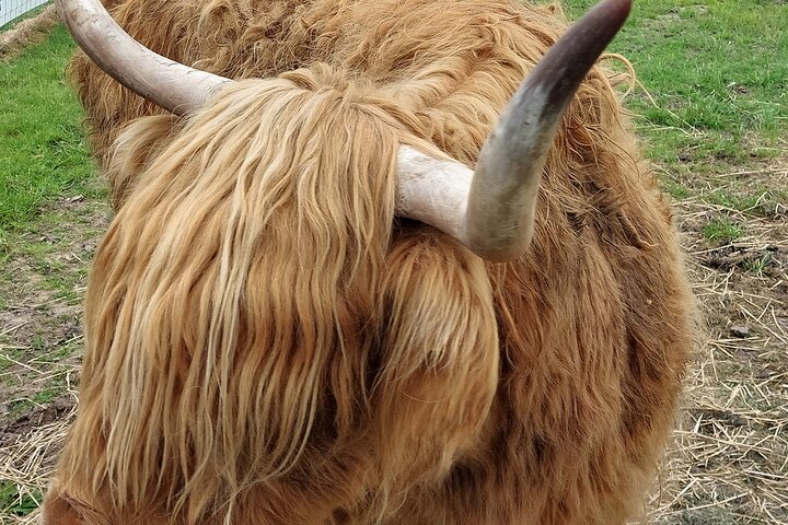 Private Tour South Invergordon Port–Loch Ness, Culloden, Cawdor
