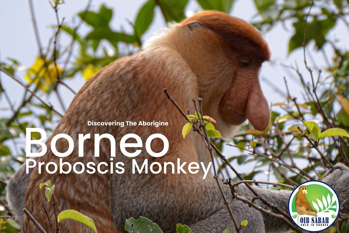 Borneo (Klias) River Cruise & Fireflies Tour