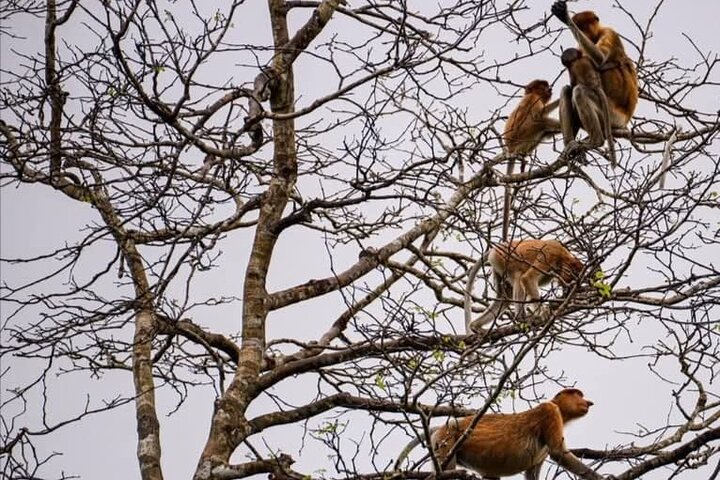 Borneo (Klias) River Cruise & Fireflies Tour