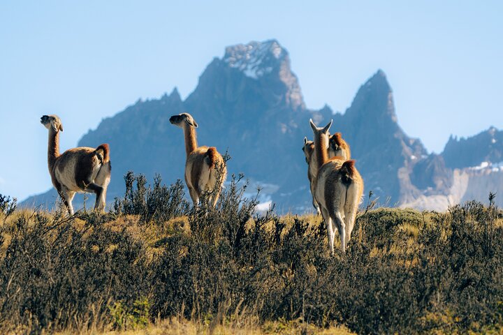 Torres del Paine & Milodon cave. Day tour from Puerto Natales