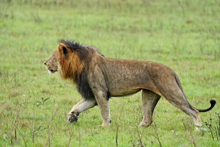 One Day Akagera National Park Big Five Safari