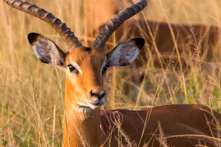 One Day Akagera National Park Big Five Safari