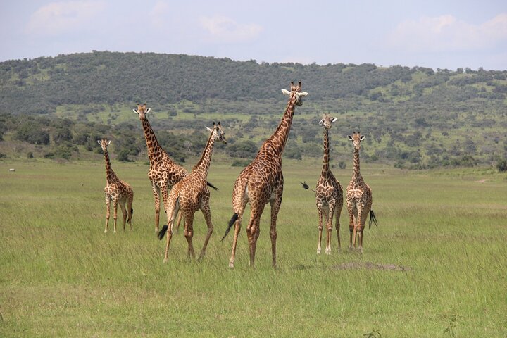 One Day Akagera National Park Big Five Safari