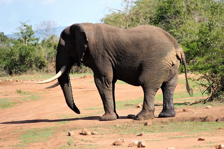 One Day Akagera National Park Big Five Safari