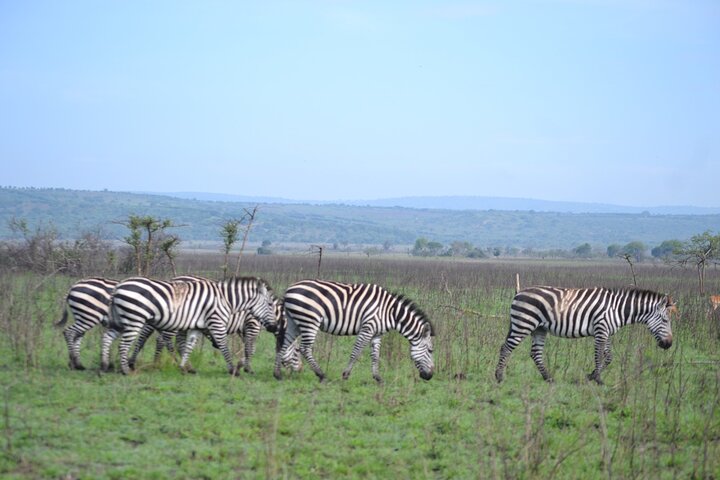 One Day Akagera National Park Big Five Safari