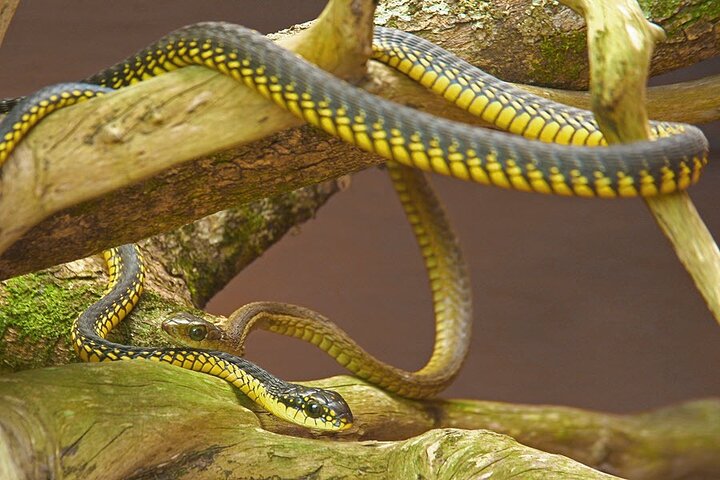 Explore Lawnwood Snake Sanctuary Ticket Tour