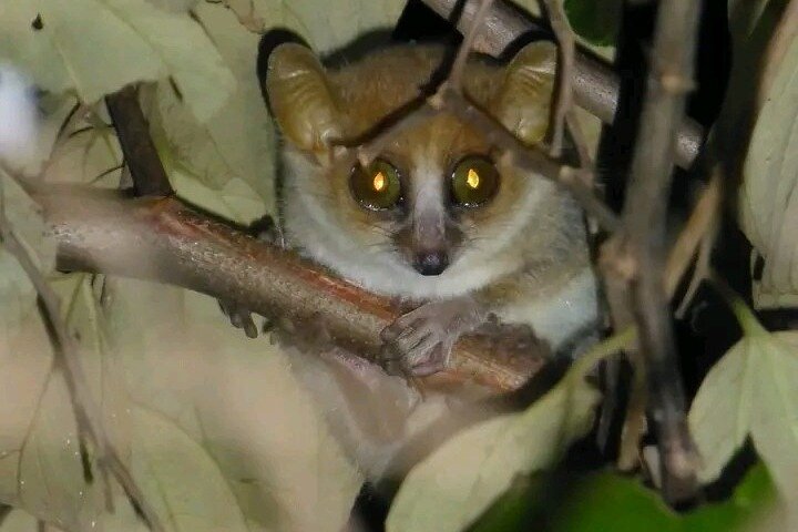 Morondava, Tsingy and Baobabs Tour - 4 days