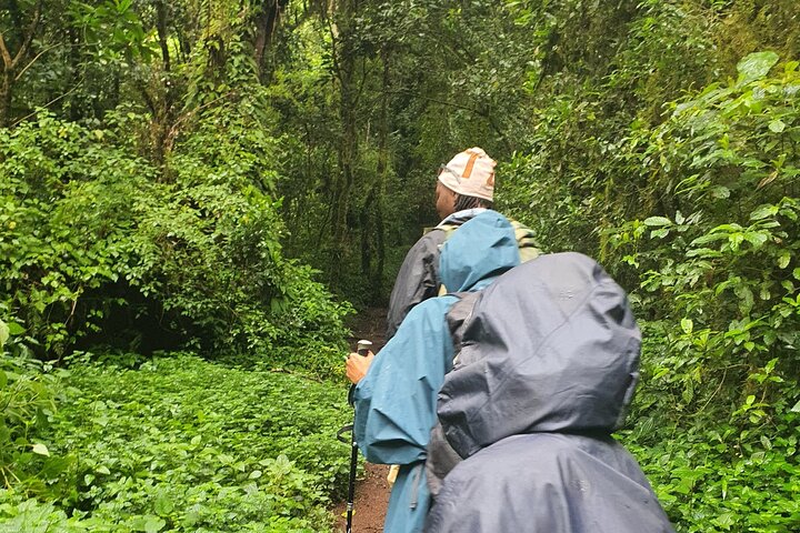 1 - Day Kilimanjaro Hike Challenge