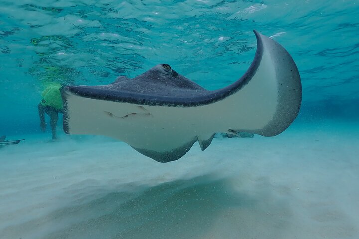 (Family owned) Stingray city sandbar, Starfish Beach & Snorkeling