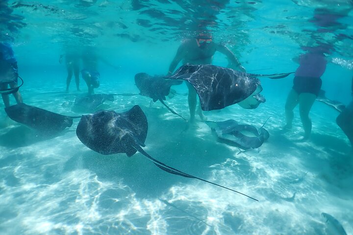 (Family owned) Stingray city sandbar, Starfish Beach & Snorkeling