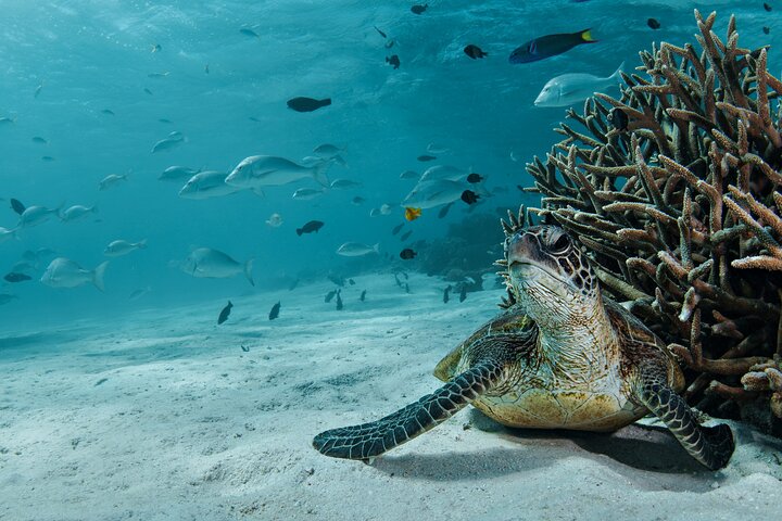 5 Night Ningaloo Reef Ningaloo Escape from Coral Bay