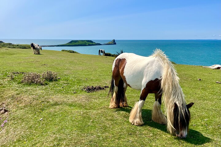 Cardiff: Gower Peninsula's Cliffs & Mumbles Scenic Day Tour