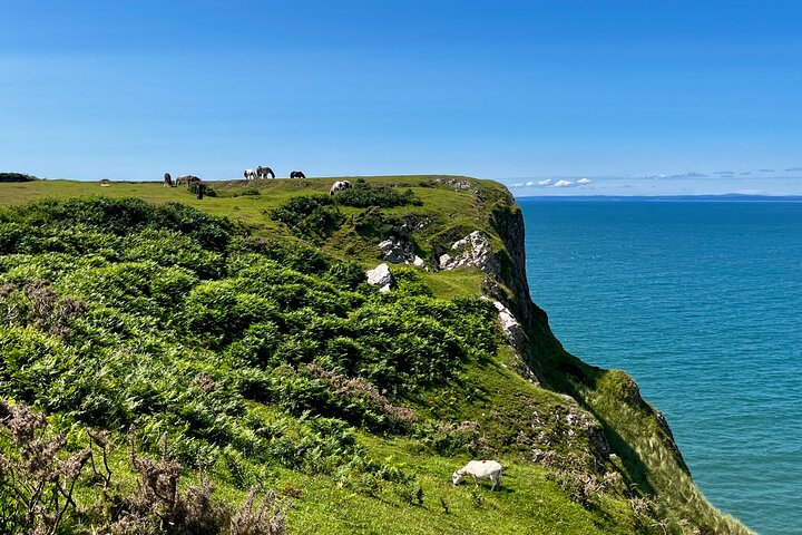 Cardiff: Gower Peninsula's Cliffs & Mumbles Scenic Day Tour