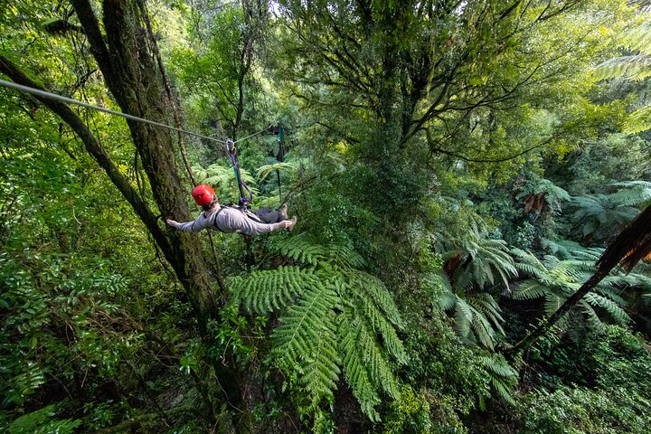 Rotorua Canopy Tours: 2.5Hour Native Forest Zipline Adventure