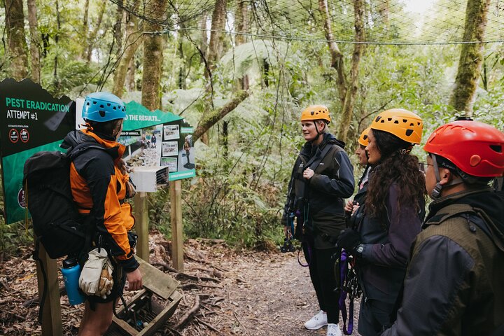Rotorua Canopy Tours: 2.5Hour Native Forest Zipline Adventure