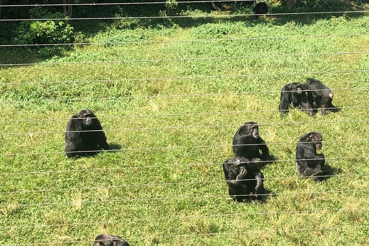 Ngamba Island Chimpanzee Experience, Entebbe and Victoria Tour