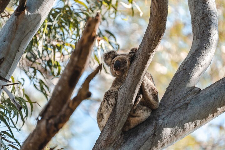 Sunshine Coast Hinterland and Noosa Day Trip from Brisbane Incl Eumundi Markets