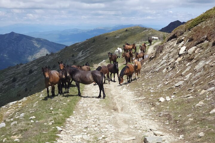 Full Day Jeep Safari Pelister Tour from Ohrid and or Bitola