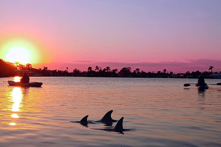 Kayak Tours and Rentals. Dolphins, Manatees, and Bioluminescence!