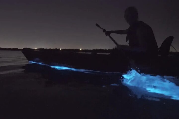 Kayak Tours and Rentals. Dolphins, Manatees, and Bioluminescence!