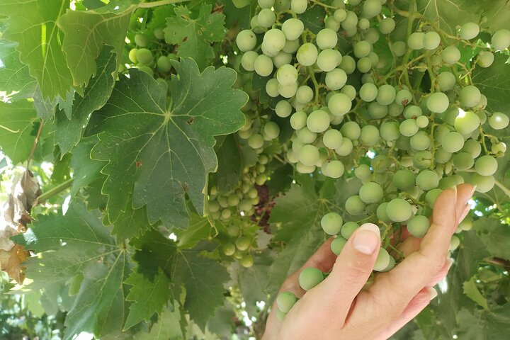 Excursión de 3 bodegas y 1 olivícola con degustación