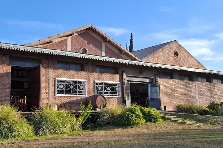 Excursión de 3 bodegas y 1 olivícola con degustación