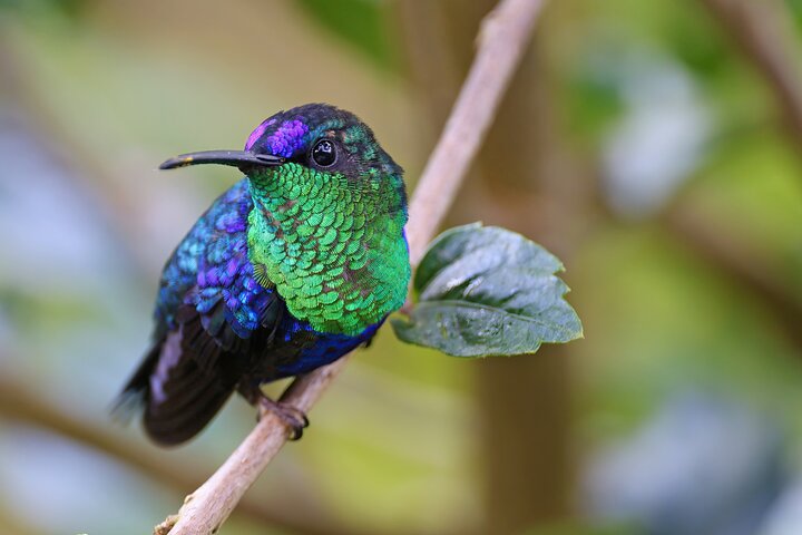 Bogota City Private Tour - Monserrate, Museo del Oro, Candelaria