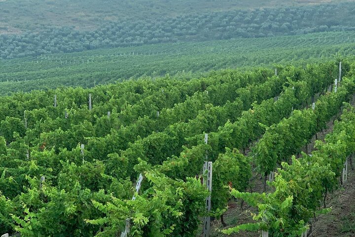 Zvernec Monastery, Apollonia and Wine Tasting From Vlora