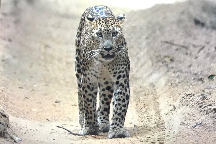Wilpattu National Park Safari Tour