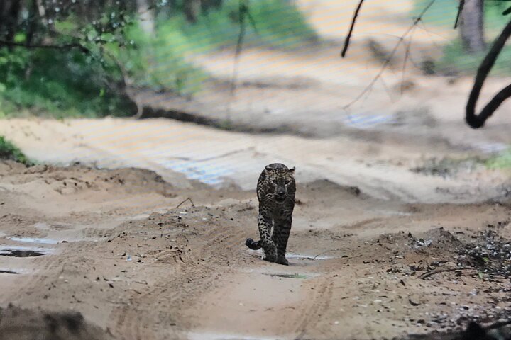 Wilpattu National Park Safari Tour